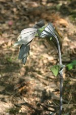 vignette Polygonatum  hybridum 'Betberg'