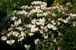 vignette Rhododendron 'Gartendirektor Rieger'