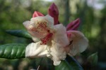 vignette Rhododendron 'Viscy'