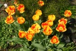 vignette Tulipa cv. 2