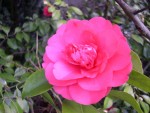 vignette camellia hybride courant
