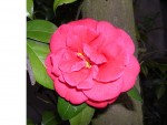 vignette camellia adolphe audusson