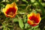 vignette Tulipa 'Grand Duc'