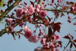 vignette Prunus serrulata 'Royal Burgundy'