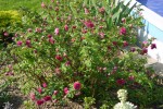 vignette Rubus spectabilis 'Olympic  Double'