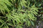 vignette Acer palmatum 'Dissectum Flavescens'