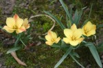 vignette Tulipa linifolia 'Bright Gem'