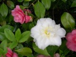 vignette camellia juris yellow