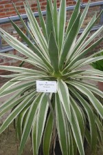 vignette Agave angustifolia 'Marginata'