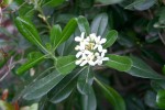 vignette Pittosporum tobira