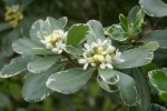 vignette Pittosporum tobira 'Variegatum'