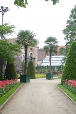 vignette Trachycarpus fortunei