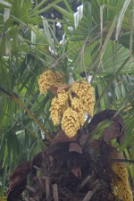 vignette Trachycarpus fortunei : inflorescence