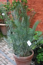 vignette Zamia glauca