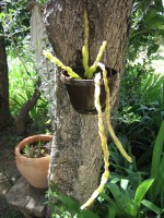 vignette Rhipsalis paradoxa