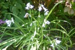 vignette Allium triquetrum