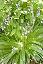 vignette Hyacinthoides hispanica