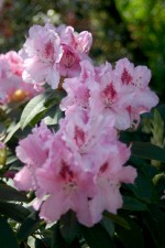 vignette Rhododendron 'Albert Schweitzer'