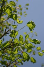vignette Acer platanoides 'Cucullatum'