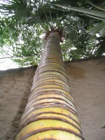 vignette Trachycarpus fortunei...