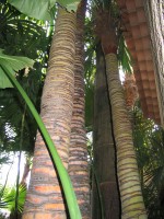 vignette Stipes de Trachycarpus fortunei et Caryota urens