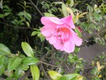 vignette camellia marie phoebe simon