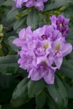 vignette Rhododendron 'Fastuosum Flore Pleno'