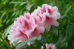 vignette Rhododendron 'Mrs. G. W. Leak'