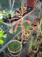 vignette Aloe aristata, floraison