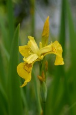 vignette Iris pseudacorus japonica form