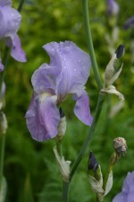 vignette Iris pallida ssp. pallida