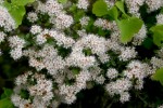 vignette Leiophyllum buxifolium