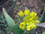 vignette Allium moly luteum, aïl jaune