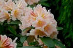 vignette Rhododendron 'Virginia Richards'