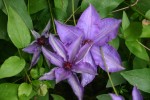 vignette Clematis 'The President'
