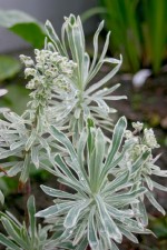 vignette Euphorbia 'Silver Spire'