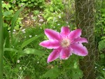 vignette Clematis Nelly Moser