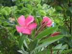 vignette Nerium oleander, laurier rose fleur simple