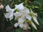 vignette Nerium oleander, laurier rose, fleur blanche simple