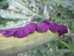 vignette Dracunculus vulgaris