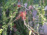 vignette Melaleuca hypericifolia