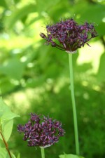 vignette Allium atropurpureum