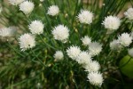 vignette Allium schoenoprasum white