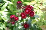 vignette Dianthus barbatus rouge