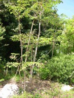 vignette Aralia elata = Aralia chinensis, aralia lev, anglique de Chine, anglique en arbre