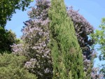 vignette Acacia baileyana 'Purpurea', acacia de Bailey, acacia  feuilles bleues