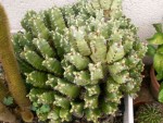 vignette Euphorbia resinifera