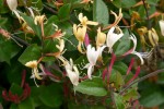 vignette Lonicera japonica var. chinensis