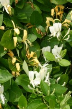 vignette Lonicera japonica 'Hall's Prolific'