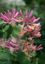 vignette Lonicera periclymenum 'Belgica'